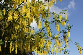 Laburnum Tree Spring