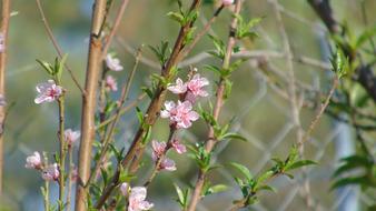 Flower Flowers Fiore