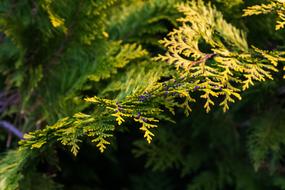 Tree Leaf Plant