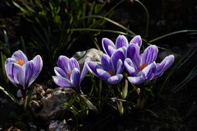 Crocus Purple Spring Flower Early