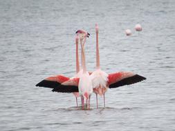 Body Of Water Bird Lake No