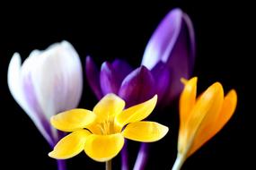 Crocus Flower Nature