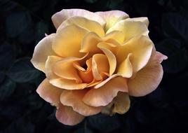 Flower Rose Petal
