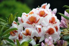 Garden Flower Pink