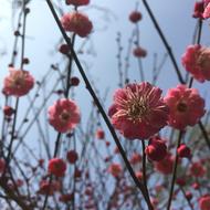 Flower Plant Nature