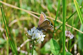 Meadow Clover White Butterfly