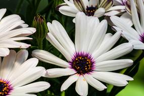 Daisy White Flower