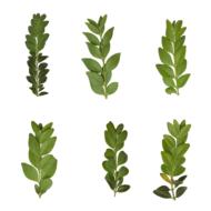 leaf transparent plant green