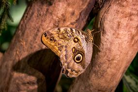 Nature Wildlife Animal