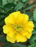 Marigold Wild Plant