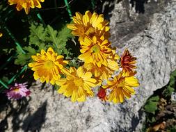 Yellow Chrysanthemums Fall Flowers