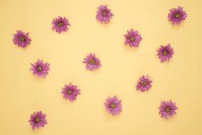 Flowers Yellow Violet
