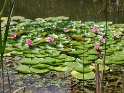Plant waterlily view