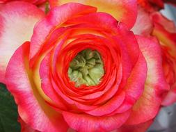 Flower Petal Rose