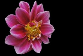 Dahlia Blossom Bloom