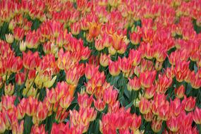 Flowers Spring Flower