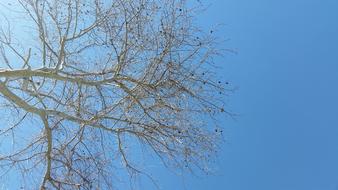 Nature Tree Sky