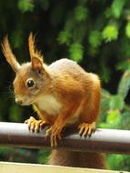 Squirrel Nature Animal