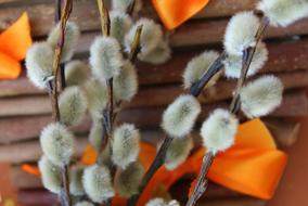 The Basis Of Willow Twigs