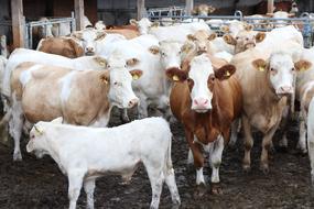 Mother Cows Calves Free Range