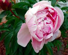 Peony Blossom Bloom Double