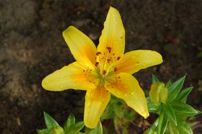 Nature Flower Plant