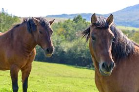 A Pair Of Horses Pasture Land