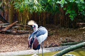 Nature Tropical Bird