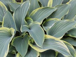 Hosta Leaf Green