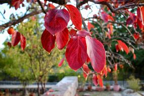 Leaves Plant Persimmon Autumn