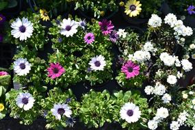 Chrysanthemum Kogiku Flowers