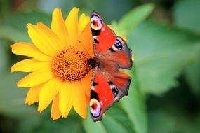 Peacock Butterfly Nature