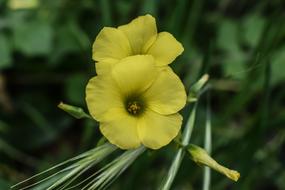 yellow flower in the foliage
