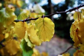 Leaves Yellow Autumn