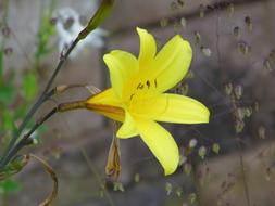 Lily Yellow Flower Lilies
