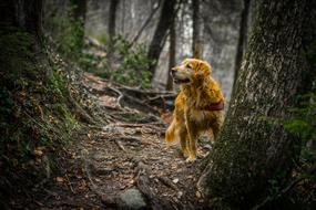 Nature Wood Tree Animal