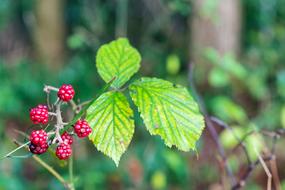 Forest Autumn Berries