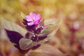 a little pink flower in the desert