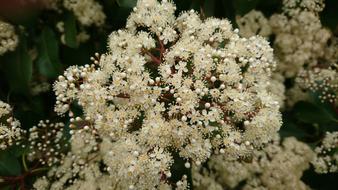 Nature Plant Flower No