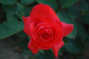 Flower Rose Petal