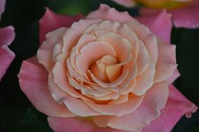 Tags Rose Flower Miss Piggy