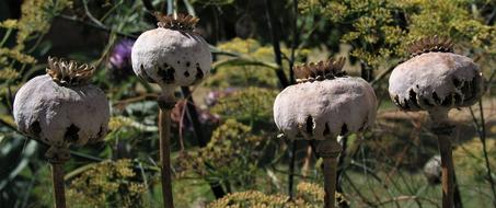 Nature Wildlife Animal