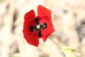 Flower Red Snowdrop Papaver
