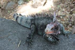 Iguana Tropics Bahamas