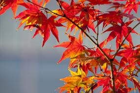 Maple Leaf Autumn Leaves