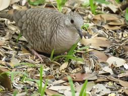 Inca Dove Nature Bird
