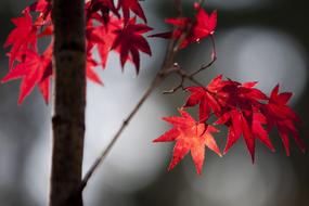Maple Leaf Autumn Leaves
