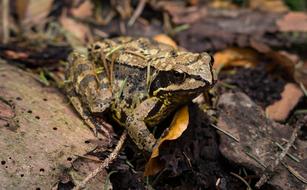 Nature Wildlife Animal