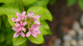 Nature Flora Flower