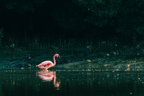 Water Nature Bird